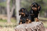KING CHARLES SPANIEL 149